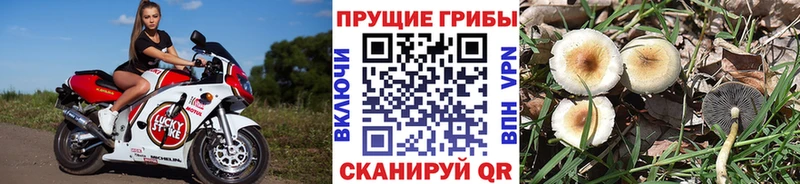 где продают наркотики  Гулькевичи  Псилоцибиновые грибы мицелий 